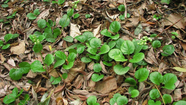 农村叫它"破血丹",调理肠胃不一般,专治肠炎拉肚子!