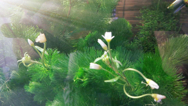 第一次见水草开花了!出差半月,回来发现草缸水草竟然开花了!