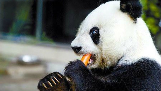 别惹它!野生大熊猫战斗力秒杀狮子和老虎,这货是熊,不是猫!