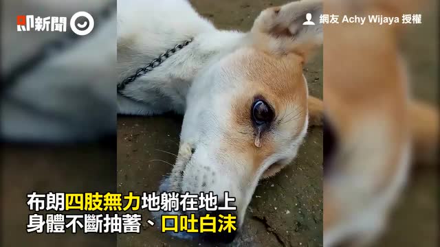 印尼这只忠犬为了保护主人，被小偷下毒