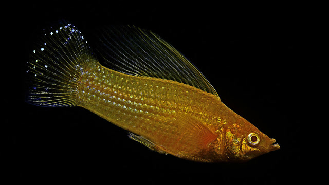 看视频学画画之金玛丽鱼,5分钟学会一幅画,高鳍红剑作品