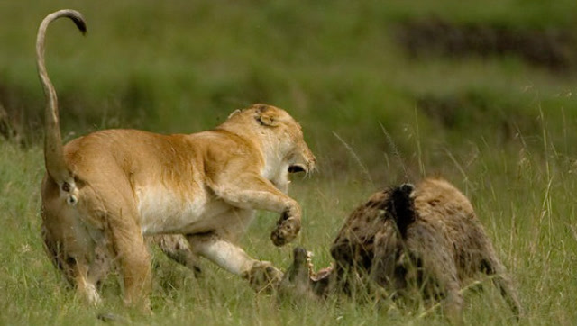 实拍狮子与鬣狗最精彩大战,几条鬣狗被母狮教训后变老实