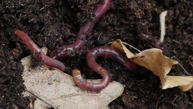蛇缠腰到底怎么治最快?韭菜地几条虫子加上它,连敷三天就能治愈