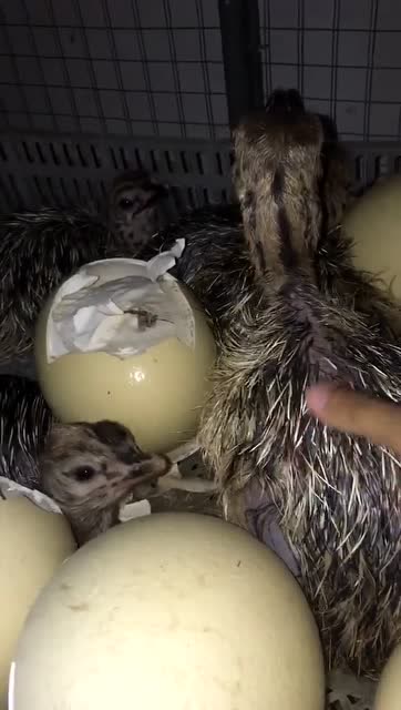 这个就是刚刚出生的小鸵鸟,刚生出来都这么大