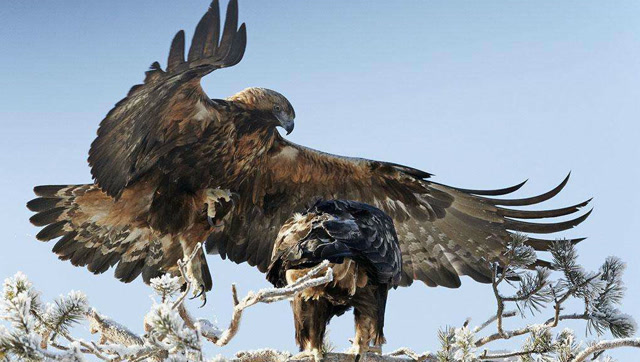 霸气金雕捕猎杀野狼出击的那一瞬间我彻底服了你绝对没见过