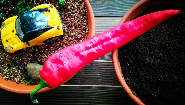 实拍160小时,这种特大红牛角椒发芽的过程比跳舞还好看