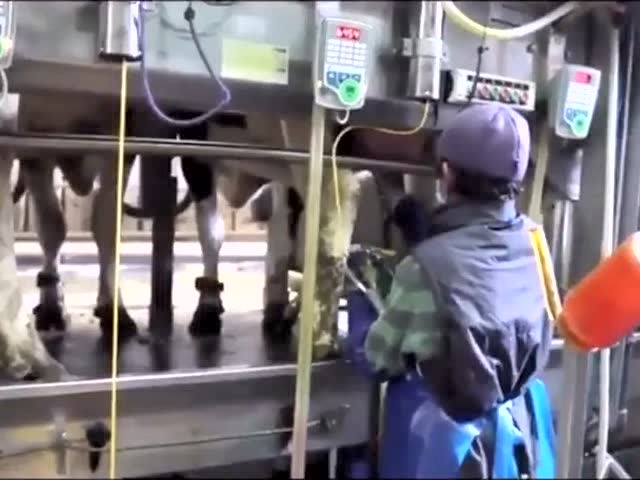 勇敢的妈妈曝光牛奶背后的残忍
