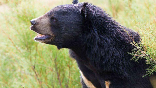 这是我见过的最凶悍的黑熊, 20只野狼都不是它的对手