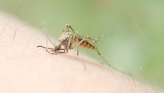 母蚊子是如何吸我们血的,200倍的特写镜头太清晰了