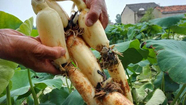 老藕农说这样的才好吃!原来买错了!