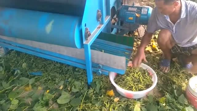 农村剥毛豆神器,毛豆出来的时候农民乐坏了