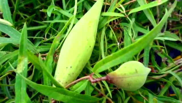 大家见过这种草么?丰胸养益,对女性来说可是个宝贝