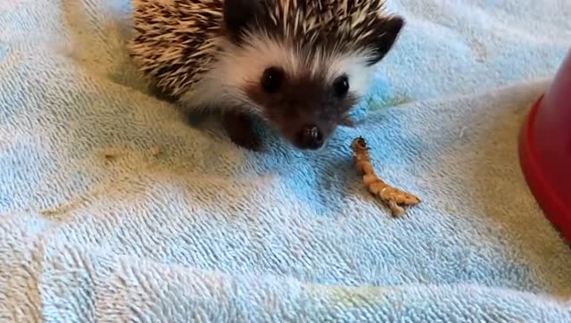 小刺猬第一次吃面包虫,吃两口赶紧吐出来,这是有多难吃?