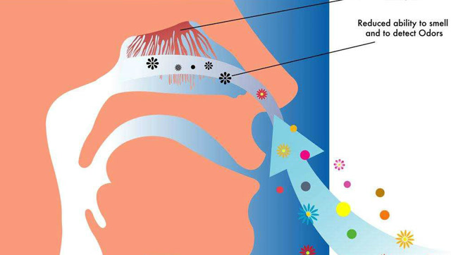 除了鼻子,我们的嗅觉还存在于哪些地方?