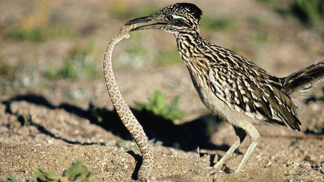 实拍响尾蛇挑战走鹃鸟,走鹃叼住毒蛇来回抖几下就搞定