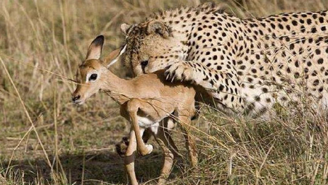 猎豹活捉一只小羚羊,正准备享受美味,接下来一幕让人看傻眼
