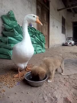 可爱的狗狗抢吃鹅兄的食物