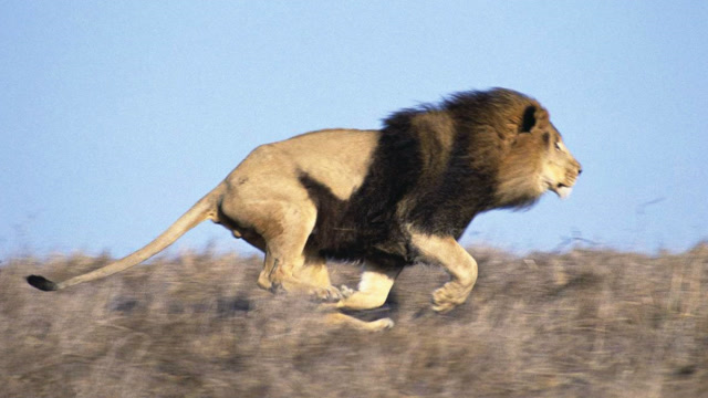 狮落平阳被狗欺2条猎狗追着狮子跑最后雄狮吓到爬树