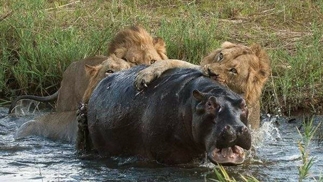 两头雄狮捕杀一头河马,可怜河马被狮子撂翻后活活咬死