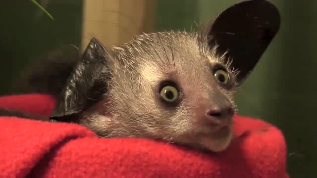 这货长着一对像人一样的眼睛,这真的是蝙蝠吗?