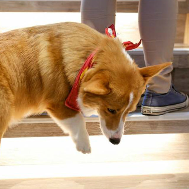 小短腿柯基下楼梯,看了十几遍魔性死了