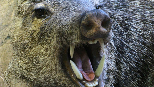 长着獠牙的野猪打架才有看点,速度力量都很强,野性爆表真的帅