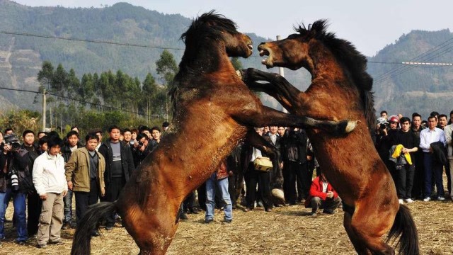 斗马比斗牛还好看 场面激烈引万人观战