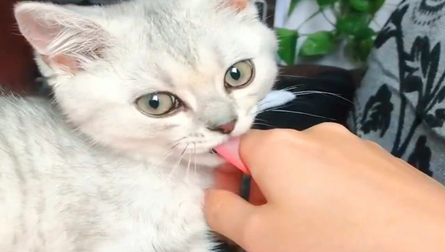 猫咪正在给主人舔手,发现镜头后愣住了,但舌头还在动