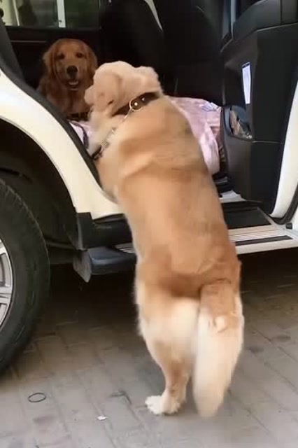 网红金毛"轮胎"要牵它媳妇回天津,小两口真幸福