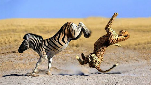 豹子被斑马追的狼狈逃窜,豹子:马哥饶了我吧,我以后再也不敢了!