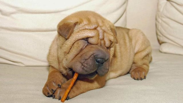 沙皮犬苦大仇深的表情!小肉褶子像猪大