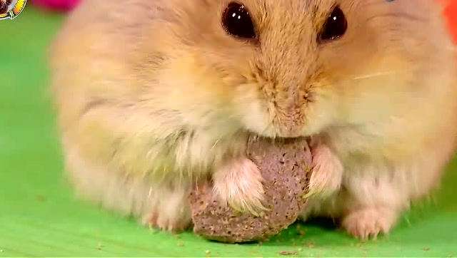 仓鼠的藏食的能力真是太惊人了