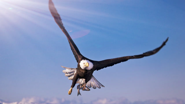 动物世界 雄鹰捕猎山羊,难得一见的场面