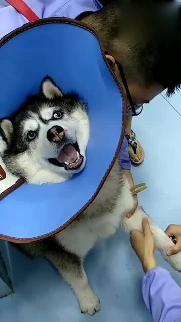 二哈打针,后面真的不是唢呐的配音吗?给我笑惨咯