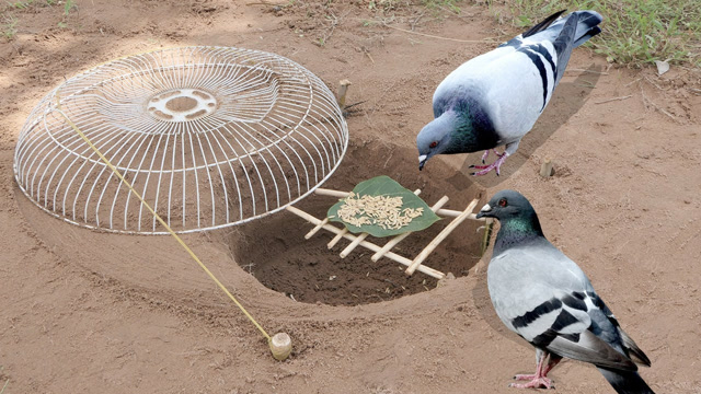 小哥用风扇网罩制作捕鸟装置,放上稻谷,很快就能捕到鸟