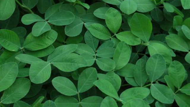 在农村生活了20年才知道,花生叶竟有如此神奇的用途,快回家找找