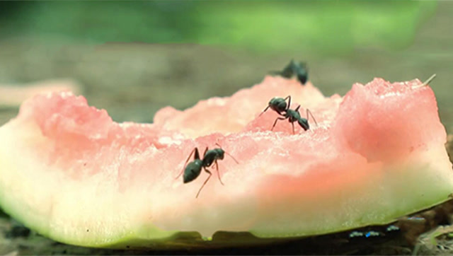 蚂蚁可以杀菌!被蚂蚁爬过的食物更不容易腐败这是真的吗?