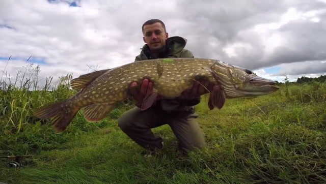 50几斤的大狗鱼,溜起来手感太棒了!