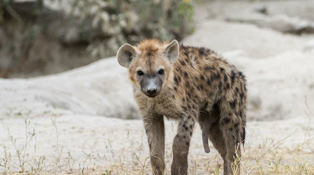 非洲小角马遭鬣狗威胁 狮子却出手相救 千辛万苦终于回家