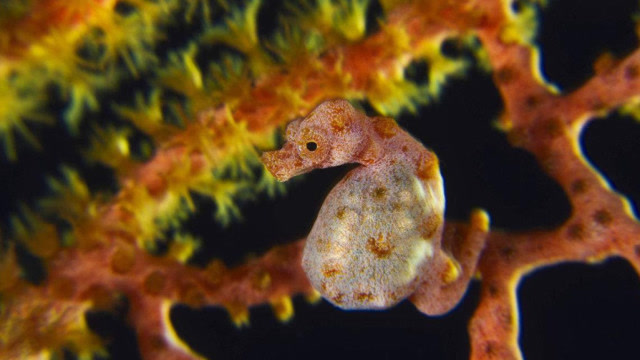 日本海域发现新品种"侏儒海马",身长约一枚硬币,自然界太强大了!