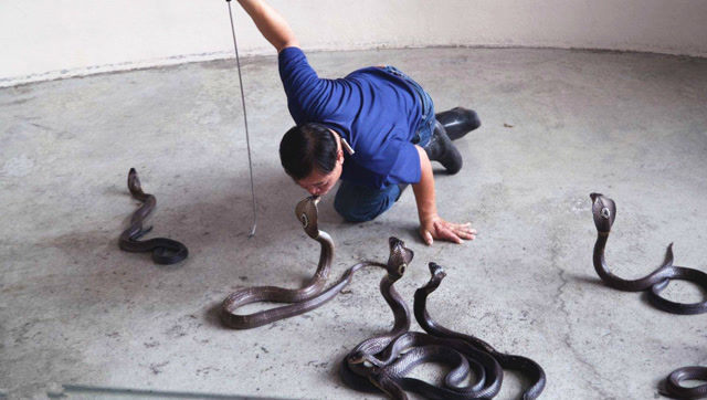 菲律宾训蛇人能一口咬死毒蛇,再厉害的毒蛇见了他都得乖乖听话!