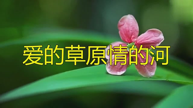 太優秀了!司徒蘭芳演唱歌曲《愛的草原情的河》,非常好聽