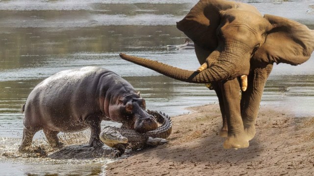 大象vs鳄鱼vs河马,打成一片,一场混乱的战斗