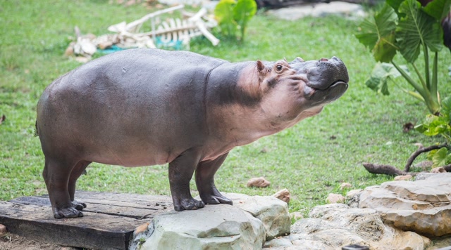 河马放屁 惊天动地,太震撼了!