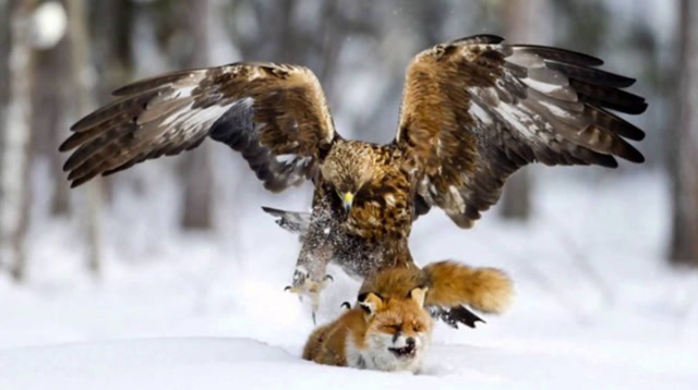 狐狸被老鹰捕猎,立马回头撕咬老鹰,结局是这样