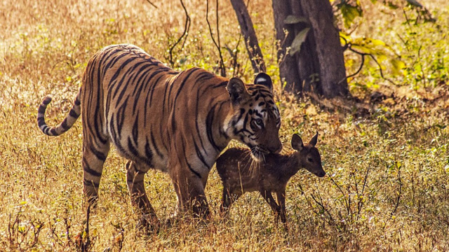 老虎捕捉羚羊的瞬间,一口咬住羚羊脖子,太惊险了!