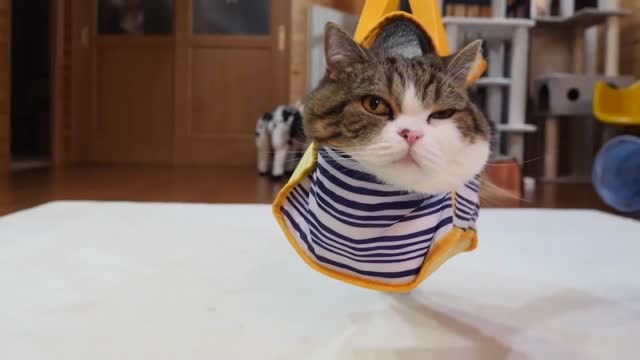 猫咪钻进保温袋被主人一把拎了起来,一脸无语的表情太形象了!