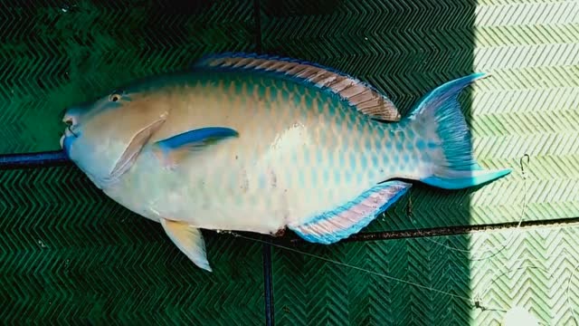 海钓:串钩钓底,红石斑鹦哥鱼!非常新奇吧!