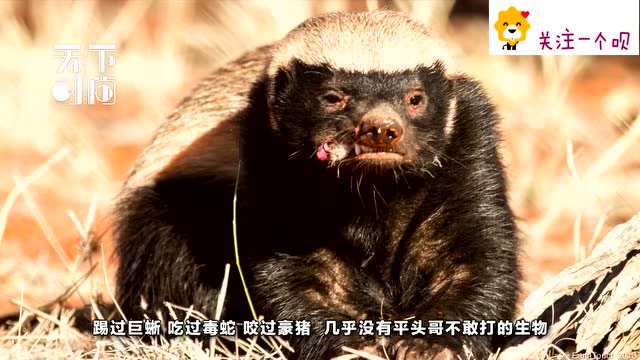 平头哥非洲蜜獾十大经典战役除了人类和猎豹我怕过谁