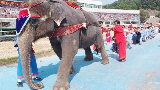 大象力气到底有多大?一群人与大象拔河,输赢立马见分晓!